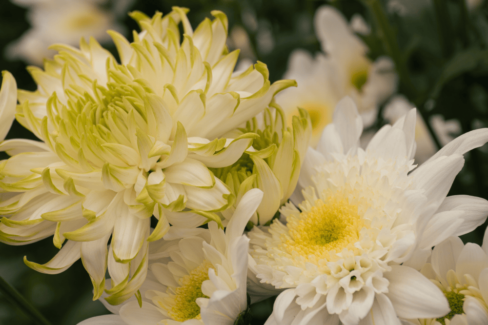 Evento floral