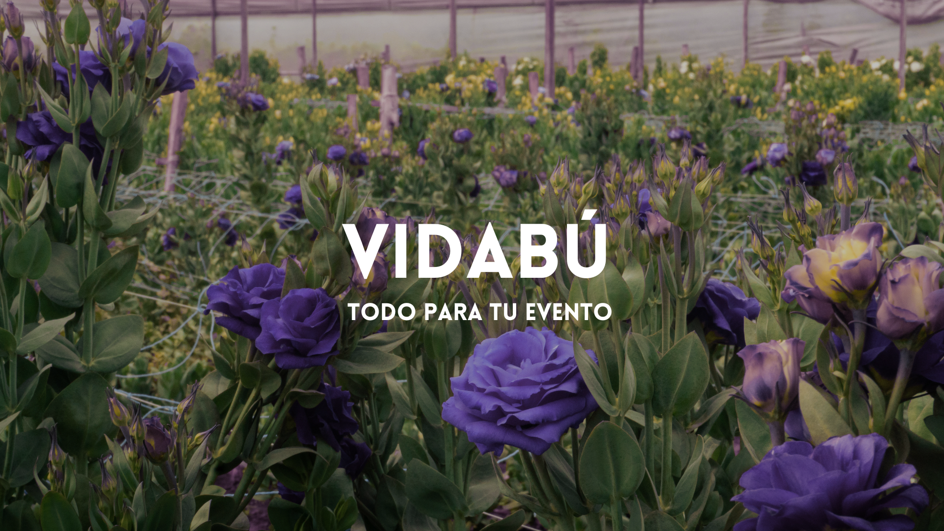 Imagen del slider