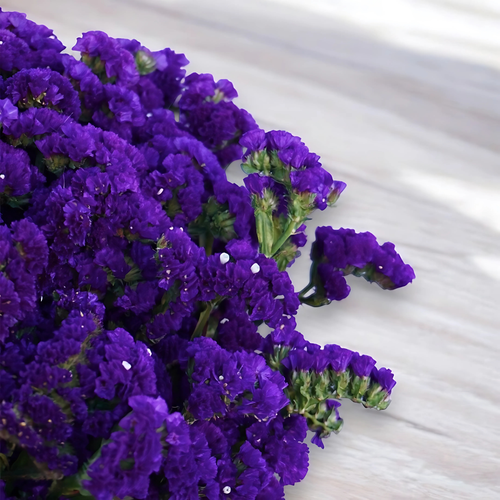 STATIS MORADO