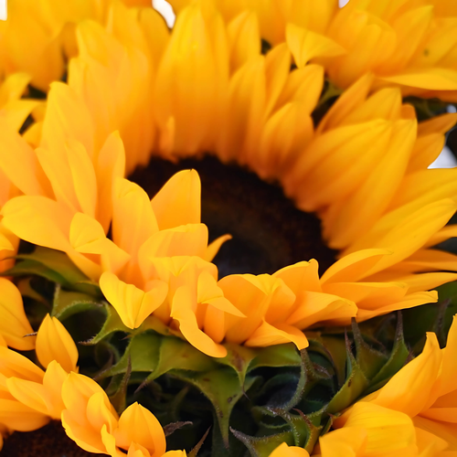GIRASOL