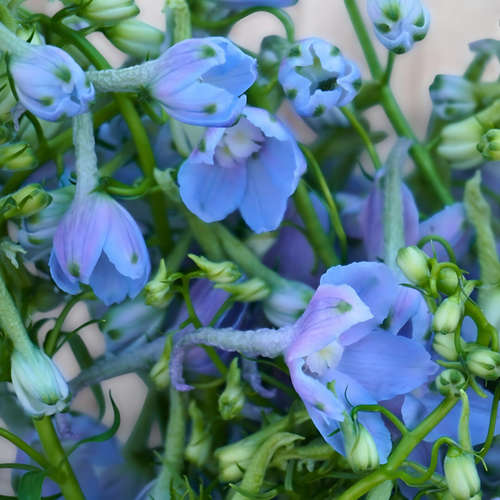 DELPHINIUM