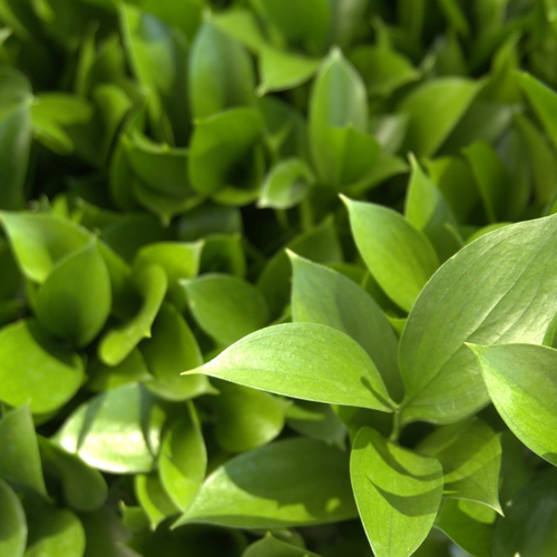 FOLLEJE RUSCUS