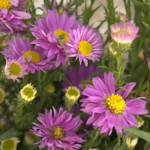 ASTER ROSA