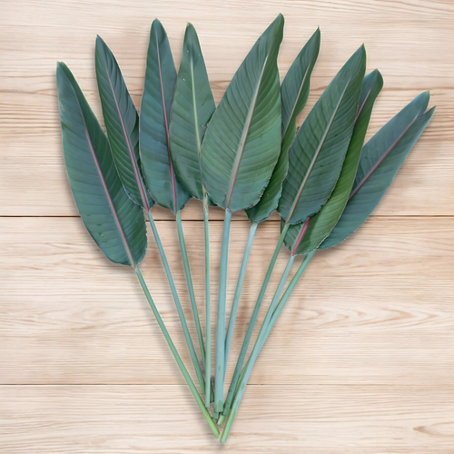 HOJA DE AVE FRESCA