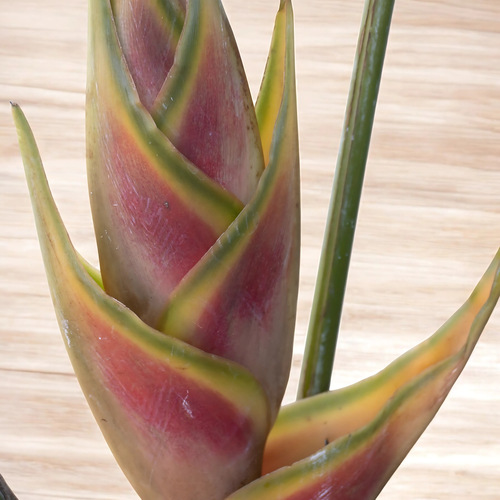 HELICONIA DE VARA