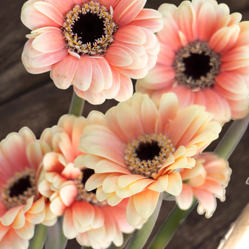 MINI GERBERA