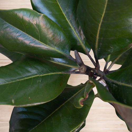 VARA DE MAGNOLIA