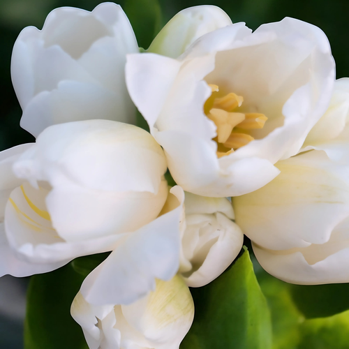 TULIPAN