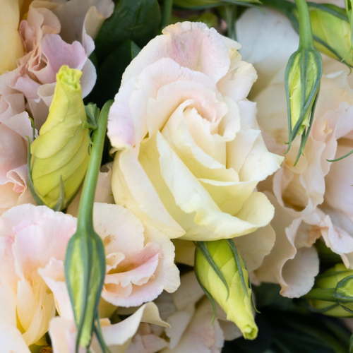 LISIANTHUS 