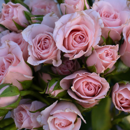 MINI ROSA ROSA