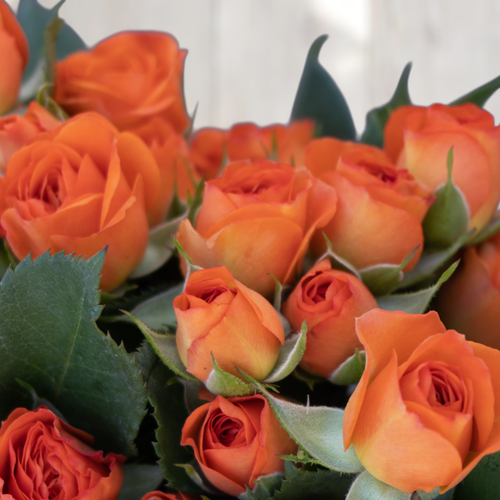 MINI ROSA NARANJA 